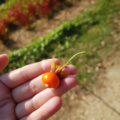 Tận hưởng lợi ích của ginseng berry